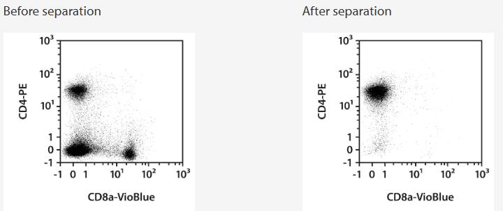 Separation of a spleen sample using the StraightFrom Spleen CD4 MicroBead Kit, mouse and the autoMACS NEO Separator. Cells were fluorescently stained with CD4-PE and CD8a-VioBlue and analyzed by flow cytometry using the MACSQuant Analyzer. Cell debris and dead cells were excluded from the analysis based on scatter signals and 7-AAD fluorescence.